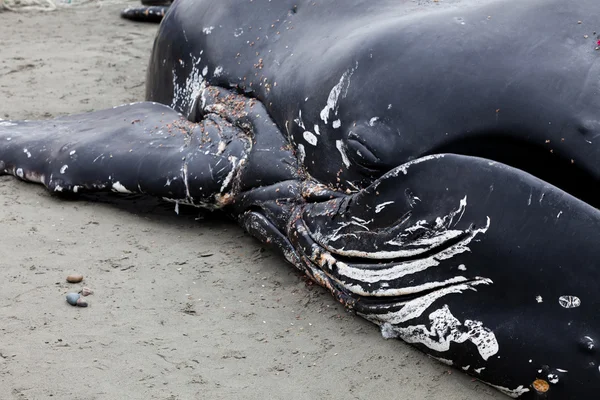 La baleine à bosse juvénile échoue et meurt — Photo