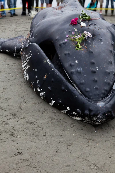 少年ザトウクジラ岸を洗うし、死亡 — ストック写真