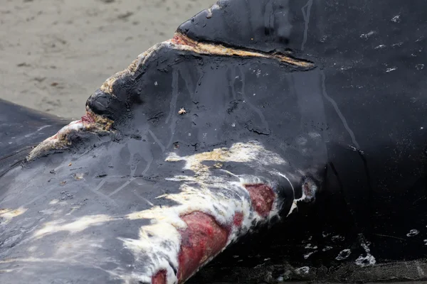 ザトウクジラの岸を洗うし、死亡 — ストック写真