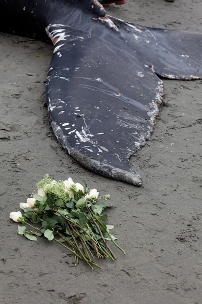 Kambur balina sahile yıkar ve öldü — Stok fotoğraf