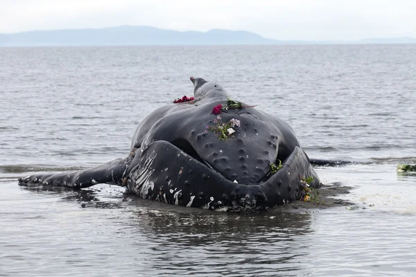Juvenil kambur balina sahile yıkar ve öldü — Stok fotoğraf