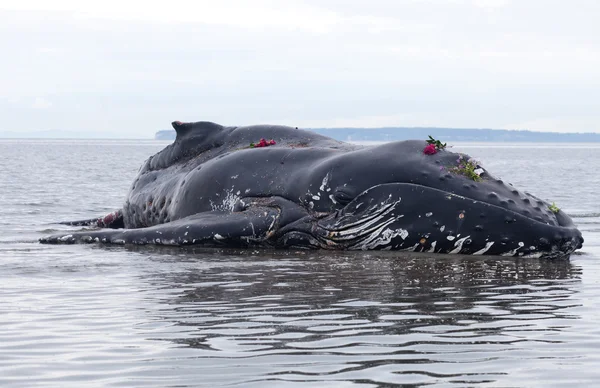Juvenil ballena jorobada se lava en tierra y muere —  Fotos de Stock
