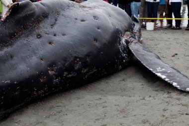 Juvenil kambur balina sahile yıkar ve öldü