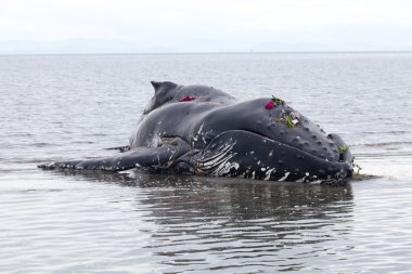Juvenil kambur balina sahile yıkar ve öldü