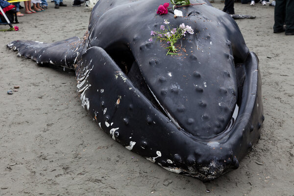 Juvenile Humpback whale washes ashore and died
