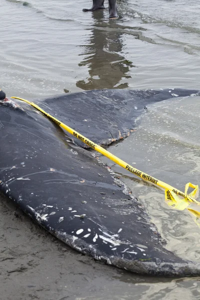 Молодой горбатый кит выбросился на берег и умер. — стоковое фото