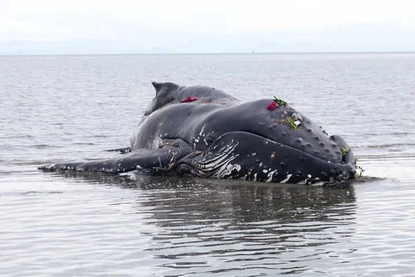 Juvenil baleia jubarte lava em terra e morreu — Fotografia de Stock