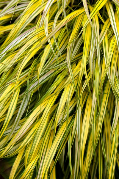 Golden variegated hakone grass — Stock Photo, Image