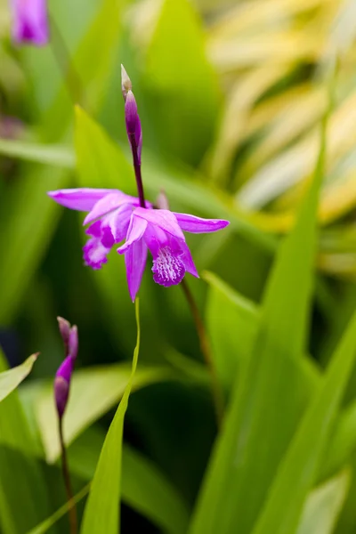 Harde orkideer – stockfoto