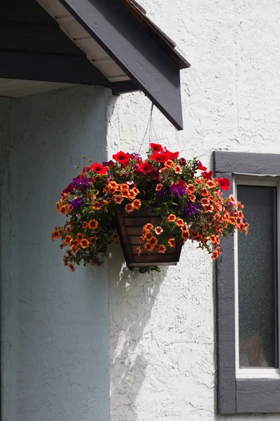 Pendurado flor cesta — Fotografia de Stock