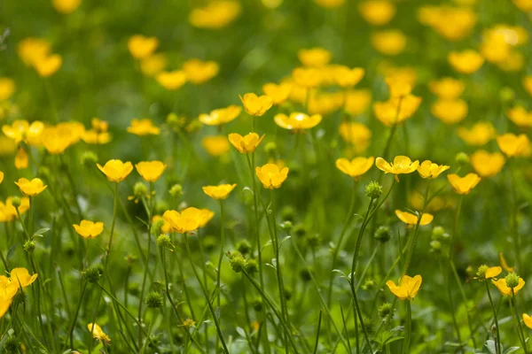 Цветок Лютика — стоковое фото