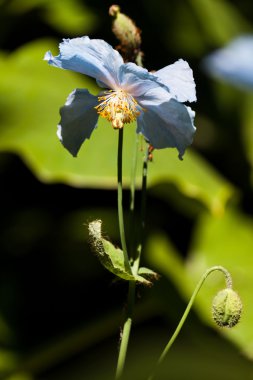 Himalayan Blue Poppy clipart