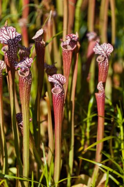 Red hooded pitcher plant clipart