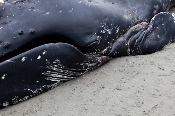 La baleine à bosse juvénile échoue et meurt — Photo