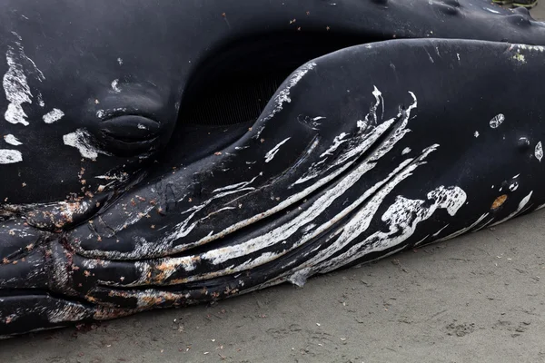 Juvenil kambur balina sahile yıkar ve öldü — Stok fotoğraf