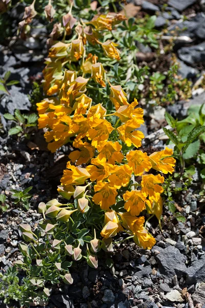 Tropaeolum polyphyllum blomst – stockfoto
