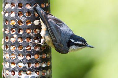 Red-Breasted Nuthatch clipart