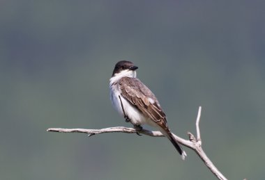 Eastern Kingbird clipart