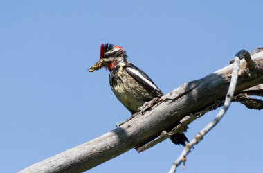 Red napped Sapsucker clipart