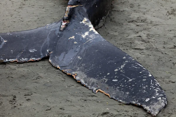 Baleia jubarte desembarca e morre — Fotografia de Stock