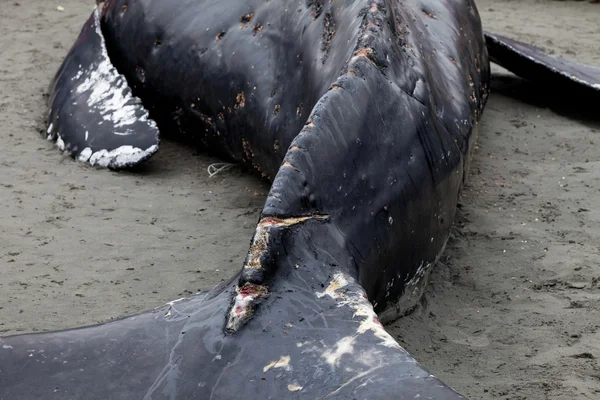 Kambur balina sahile yıkar ve öldü — Stok fotoğraf
