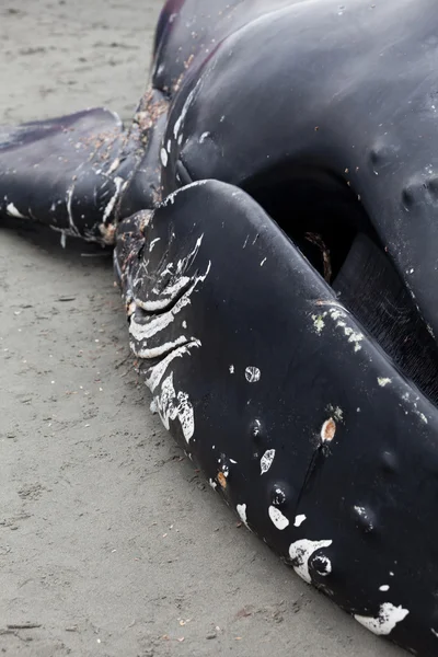 Juvenil ballena jorobada se lava en tierra y muere — Foto de Stock