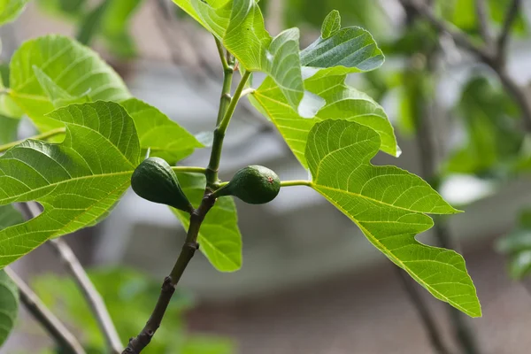 Figo árvore — Fotografia de Stock