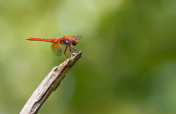 Röd ådrad ängstrollslända dragonfly — Stockfoto