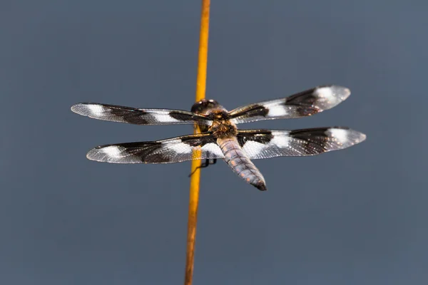 Eight spotted Skimmer Dragonfly — Stock Photo, Image