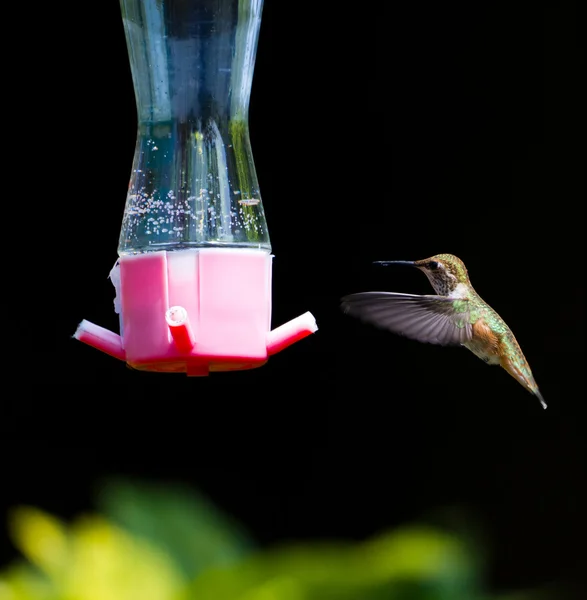 Rufous hummingbird — Stock Photo, Image