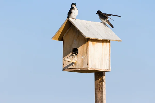 Tree swallow Family — Stock Photo, Image