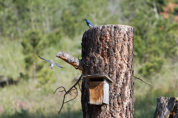 Pássaro-azul — Fotografia de Stock