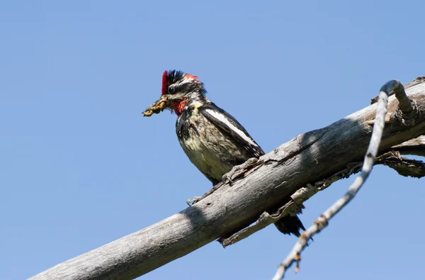红绒的啄木鸟 — 图库照片