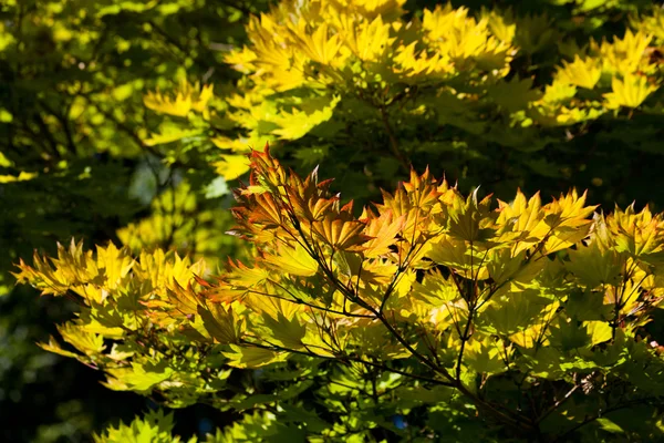 金色满月槭树 — 图库照片