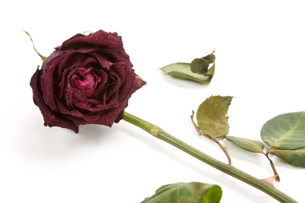 Rosa morta — Fotografia de Stock
