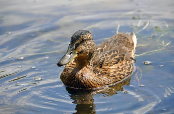 stock image Wild duck in water