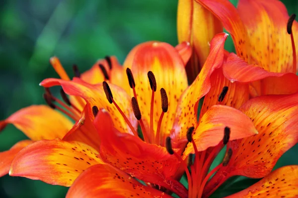 Orange flower in the field — Stock Photo, Image