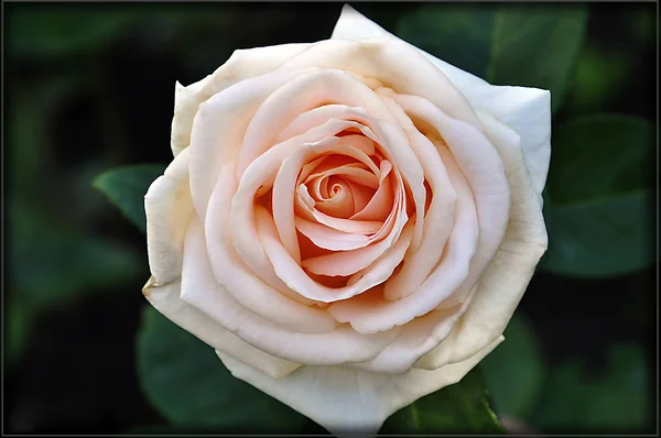 Bella rosa lussureggiante — Foto Stock