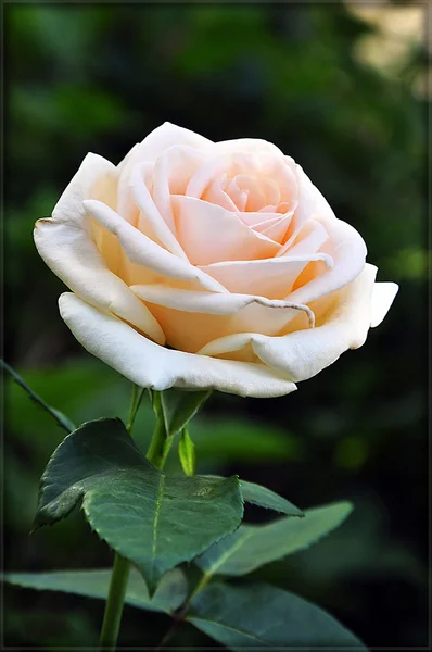 Όμορφο καταπράσινο τριαντάφυλλο — Φωτογραφία Αρχείου