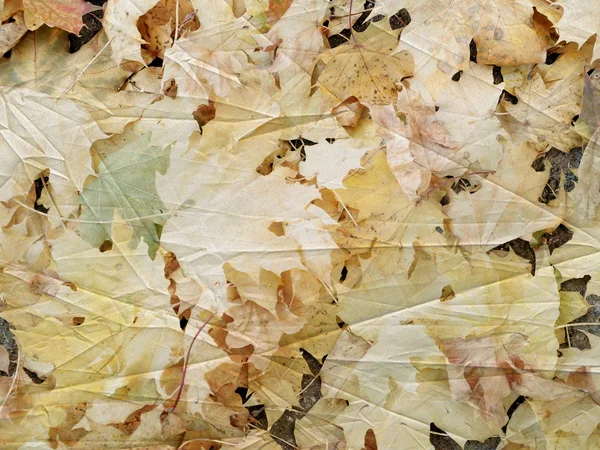 Textur der Ahornblätter im Herbst — Stockfoto