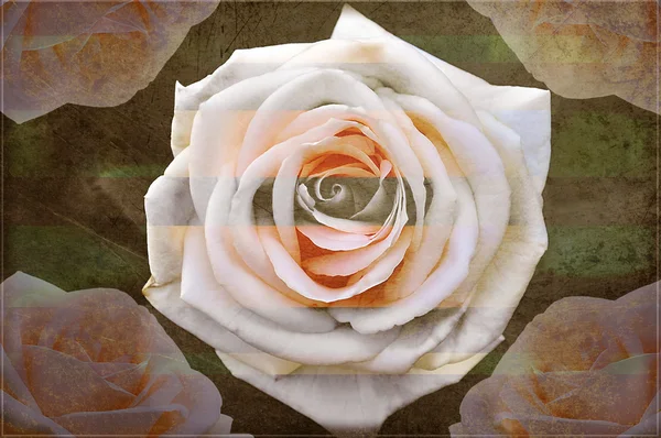 Belle rose grunge — Foto Stock