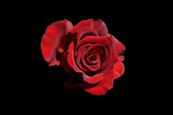 Rosa rossa su fondo nero — Foto Stock