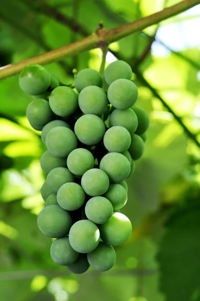 stock image Juicy ripe green grapes