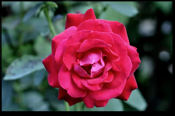 Bonita rosa roja — Foto de Stock
