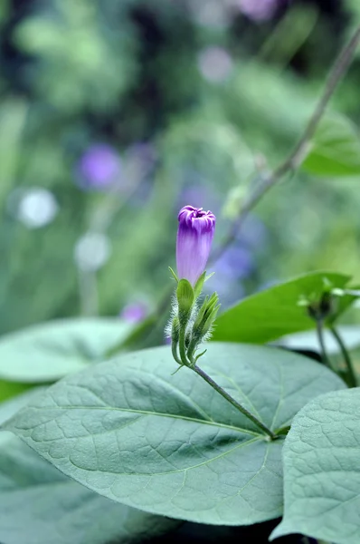 Красивое фиолетовое растение — стоковое фото
