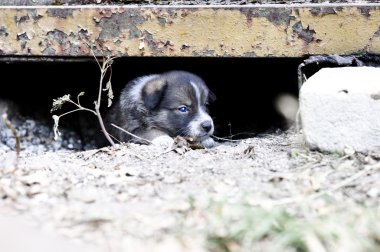 Yalnız bir köpek yavrusu