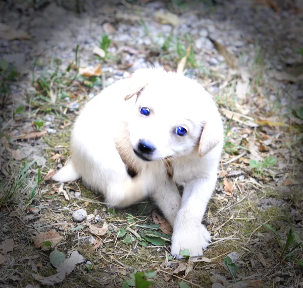 A lonely white puppy — Stock Photo, Image