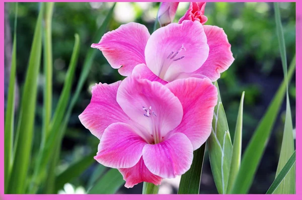 Красивые розовые цветы — стоковое фото