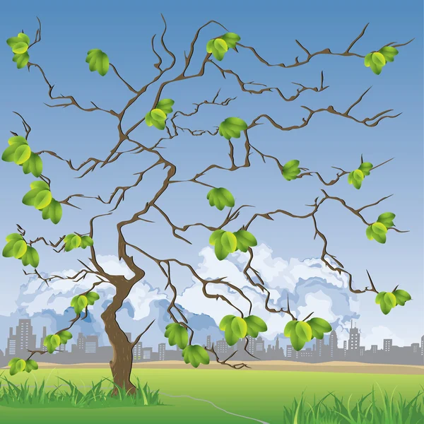 Jarní stromy — Stockový vektor