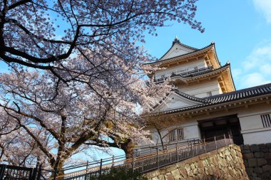 Odawara Kalesi ve kiraz çiçeği